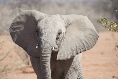 16.6 Guides 62 Elephant