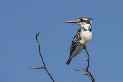 15.07 KAZA PB 131 Bird