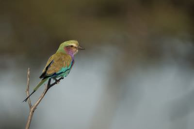 15.07 KAZA PB 149 Bird