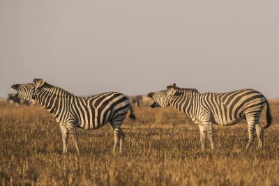 15.07 KAZA PB 193 Zebra