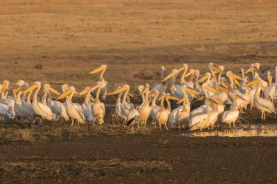 15.07 KAZA PB 208 Birds