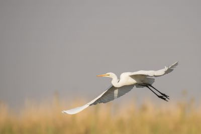 15.07 KAZA PB 225 Bird