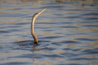 15.07 KAZA PB 232 Bird