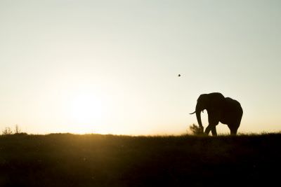 15.07 KAZA PB 311 Elephant