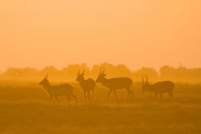 15.07 KAZA PB 316 Waterbuck