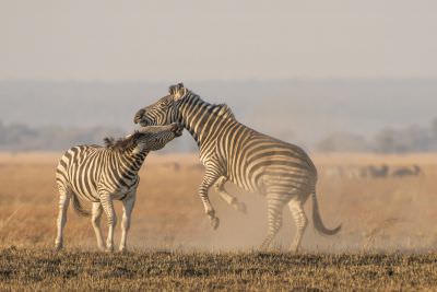 15.07 KAZA PB 327 Zebra