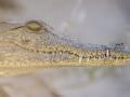 15.07 KAZA PB 92 Crocodile