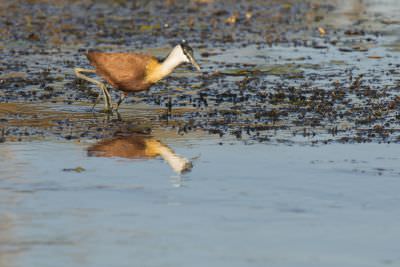 15.07 KAZA PB 94 Bird