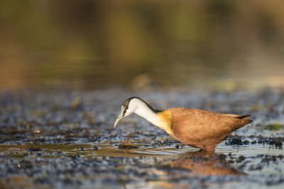 15.07 KAZA PB 99 Bird