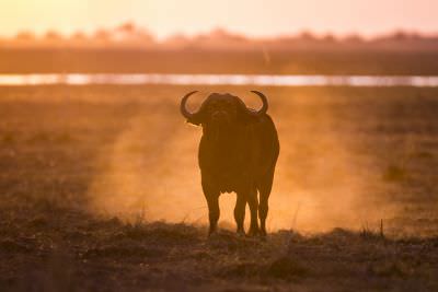 15.07 KAZA WBL 34 Buffalo