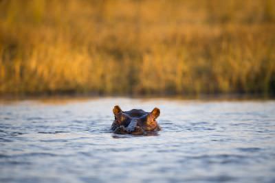 15.07 KAZA WBL 38 Hippo