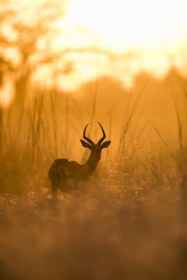 15.07 KAZA WBL 49 Impala