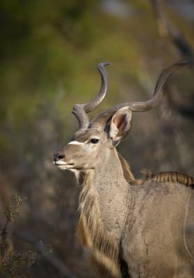 15.07 KAZA WBL 54 Kudu