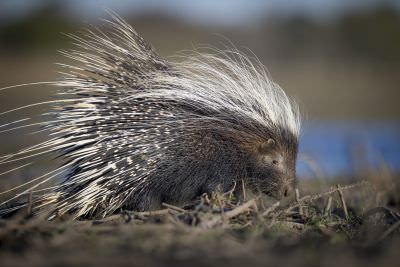 15.07 KAZA WBL 78 Porcupine