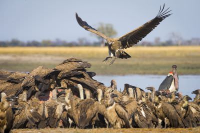 15.07 KAZA WBL 98 Vultures