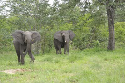 16.02 KAZA 002 Elephants