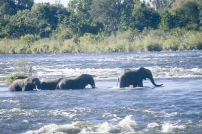 16.05 Mary Lou 5 Elephants