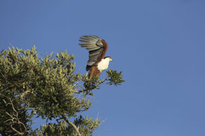 16.06 Fish Eagle 1