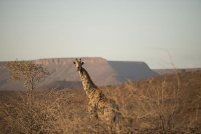 16.10 Deriet 68 Giraffe