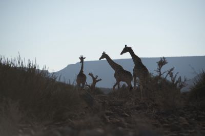 16.10 Deriet 78 Giraffe