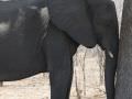 16.10 Zambezi 37 Elephant