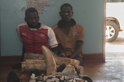 18.09 Zambia 58 Poachers Ivory