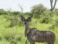 17.02 Zam Bi annuals 60 Kudu