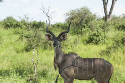 17.02 Zam Bi annuals 60 Kudu