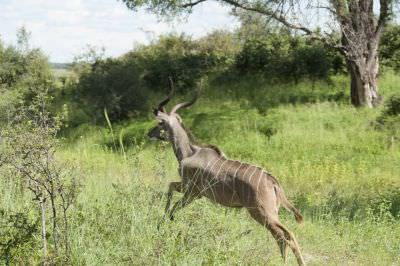 17.02 Zam Bi annuals 61 Kudu