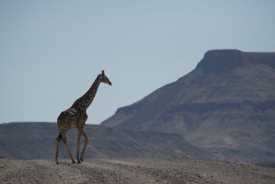 17.11 Kunene 133 Giraffe