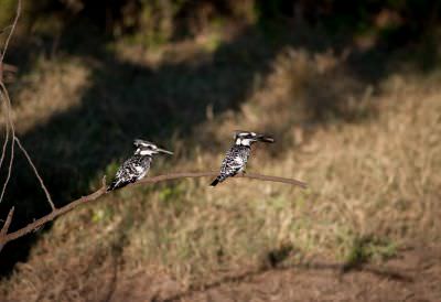 18.06 KAZA NL 048 Birds