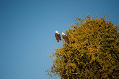 18.06 KAZA NL 053 Birds