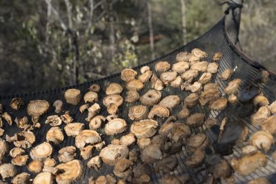 18.06 Nyae Nyae 44 Devils claw