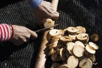 18.06 Nyae Nyae 61 Devils claw