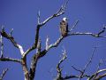 09.04 Caprivi Fisheries 001 Osprey