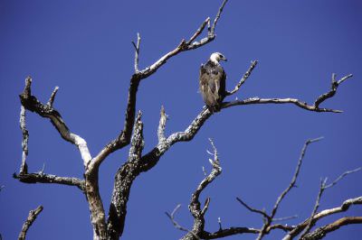 09.04 Caprivi Fisheries 001 Osprey