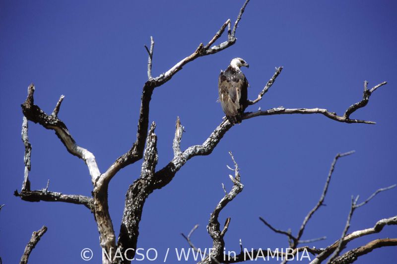 09.04 Caprivi Fisheries 001 Osprey