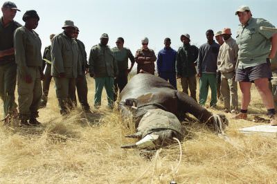 09.07 Rhino capture 013 Etosha
