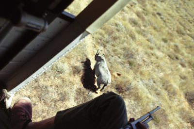 09.07 Rhino capture 020 Etosha