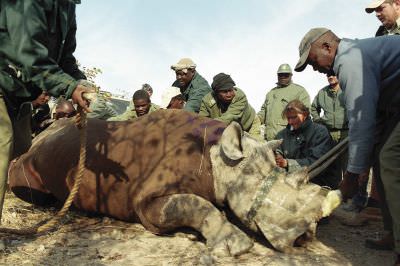 09.07 Rhino capture 032 Etosha