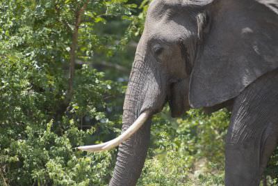 18.12 Zambezi Hol 11