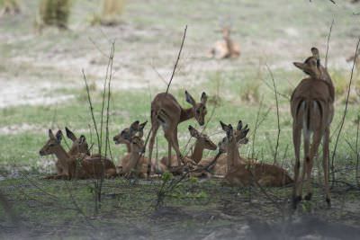 18.12 Zambezi Hol 330