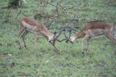 1812 Zambezi Hol 165