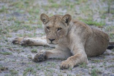 1812 Zambezi Hol 176