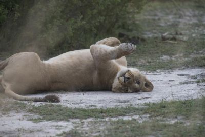 1812 Zambezi Hol 218