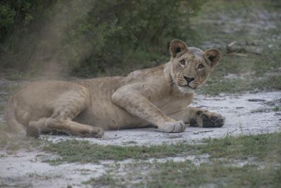 1812 Zambezi Hol 220