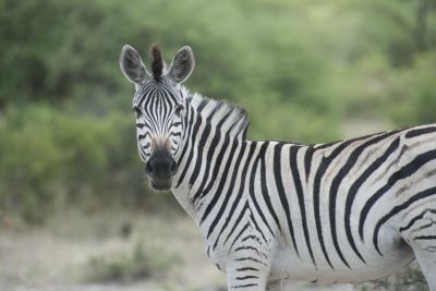 1812 Zambezi Hol 322