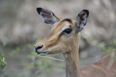 1812 Zambezi Hol 332