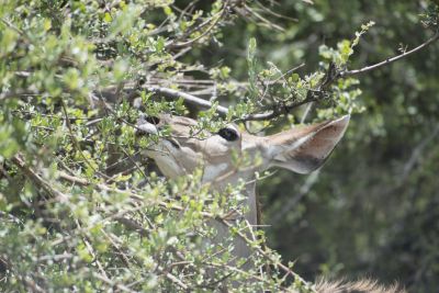 1812 Zambezi Hol 335