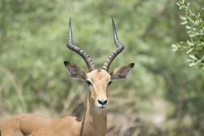 1812 Zambezi Hol 325